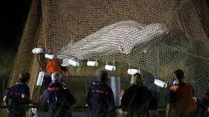Imagen de la beluga siendo rescatada en el r&iacute;o Sena - RTVE