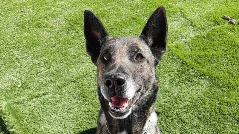 Iris, la perra polic&iacute;a