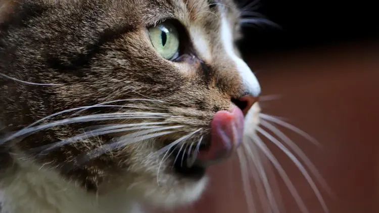 Imagen de archivo de un gato relami&eacute;ndose.Annette Meyer / PIXABAY