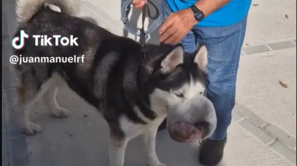 Rex, el perro salvado del tumor