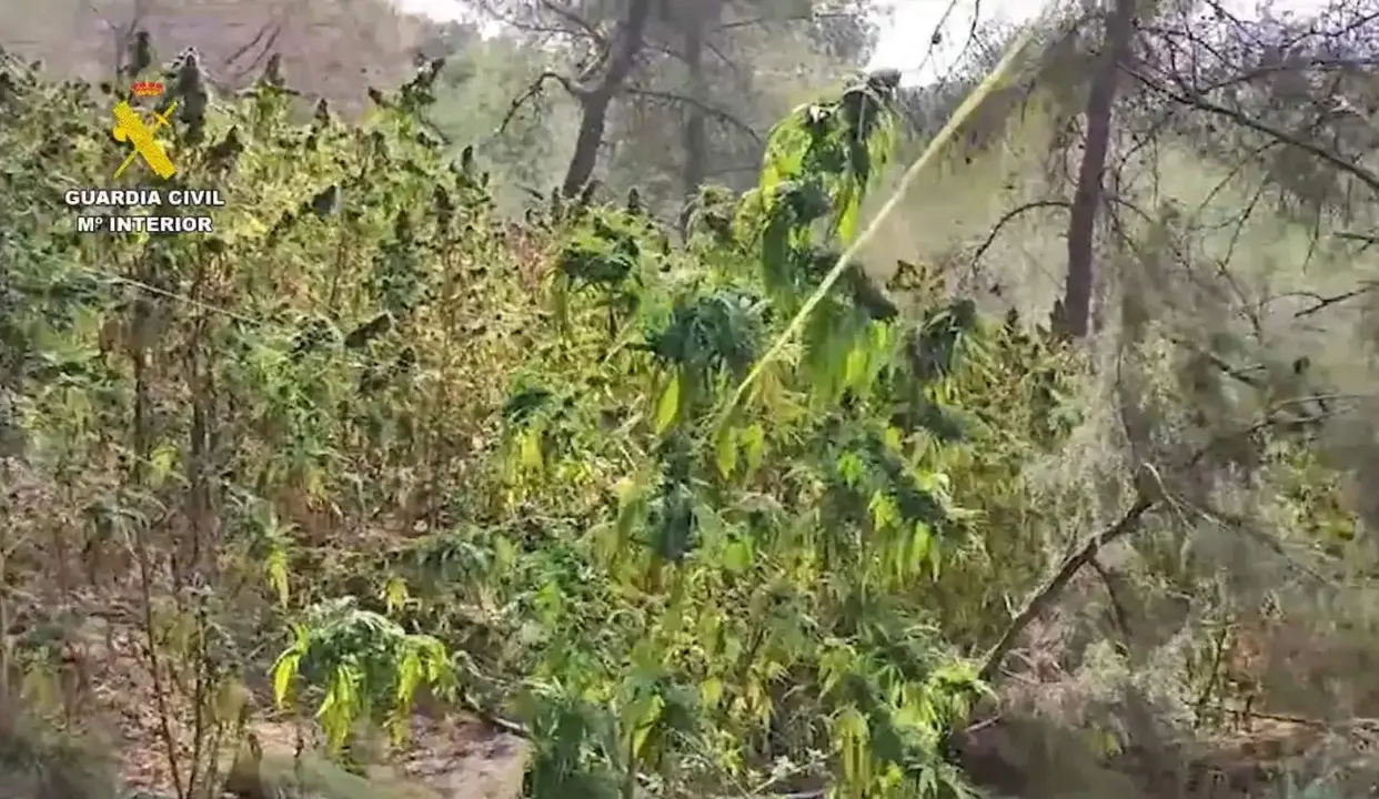Plantaci&oacute;n localizada en el bosque deforestado en M&aacute;laga
