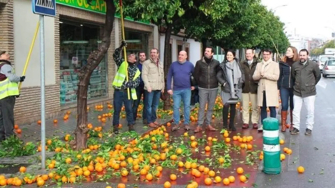 Sadeco recoge naranjas | Imagen de archivo.