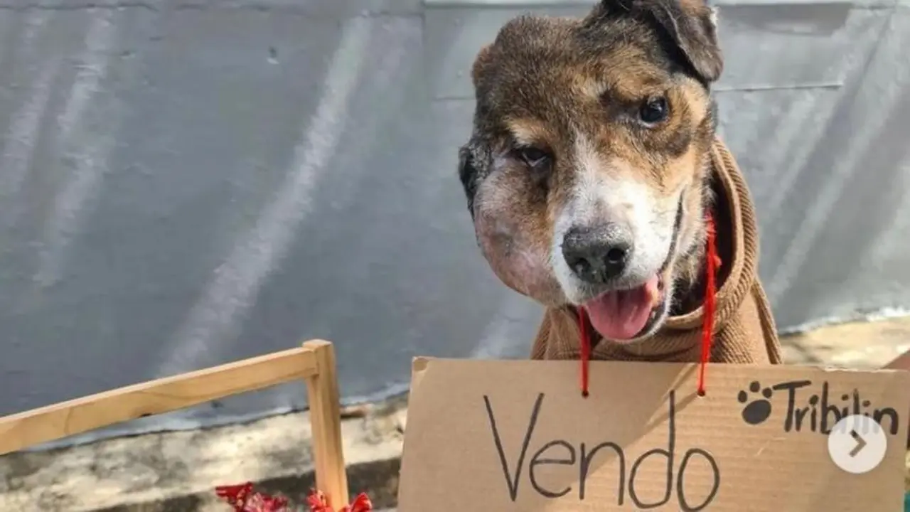 El perrito Tribl&iacute;n